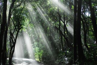 阳光，树林，泰国，国家公园，森林，树木