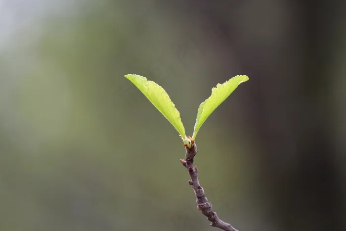 植物，绿色，自然，春天，新鲜，植物群