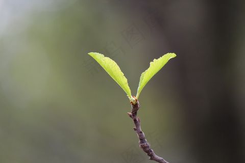 植物，绿色，自然，春天，新鲜，植物群