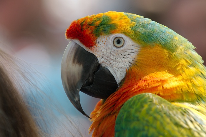 阿拉，混合动力，鹦鹉，鸟，动物，华美，国内