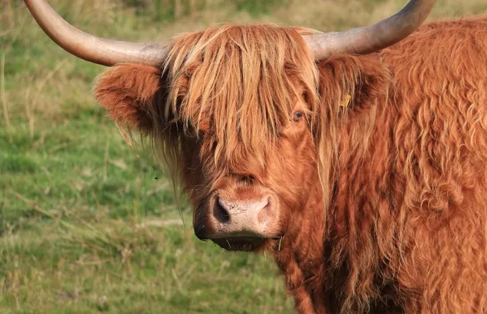 牛，动物，农场，公牛，牛角，姜