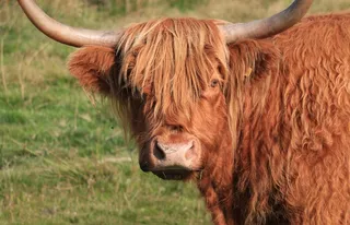 牛，动物，农场，公牛，牛角，姜