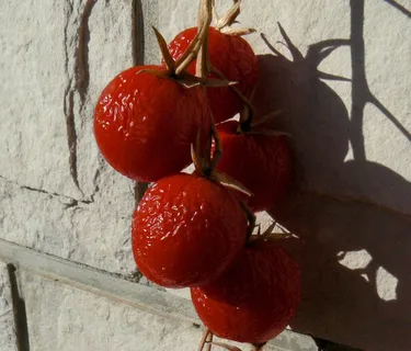 番茄，蔬菜，红色，太阳晒，食品，健康，有机