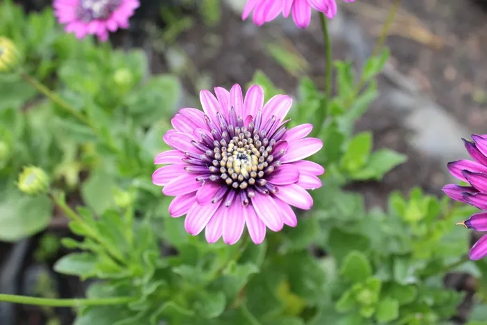 雏菊，花，紫色的花，植物，盛开