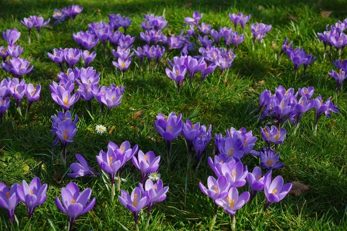 番红花，花草甸，填充，植物群，鲜花，Blütenmeer