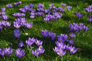 番红花，花草甸，填充，植物群，鲜花，Blütenmeer