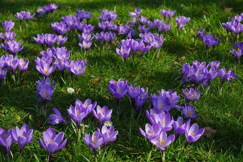 番红花,花草甸,填充,植物群,鲜花,Blütenmeer 番红花,花草甸,填充,植物群,鲜花,Blütenmeer