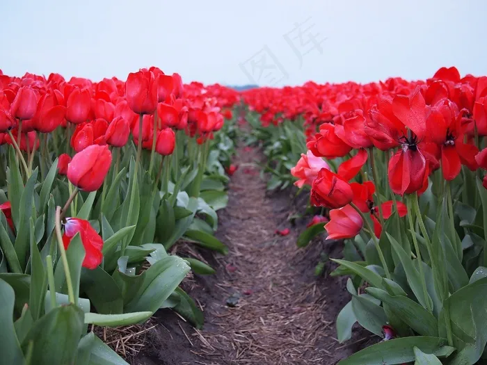 郁金香，鲜花，花，郁金香，粉红色，春天，开花