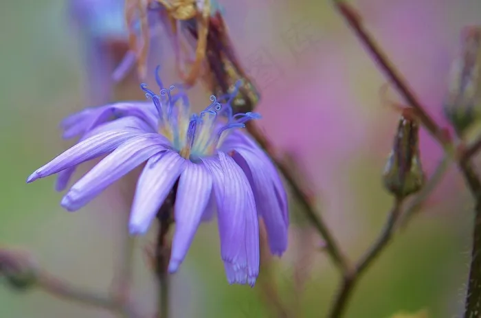 花，自然，春天，自然，夏天，植物，花的
