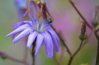 花，自然，春天，自然，夏天，植物，花的