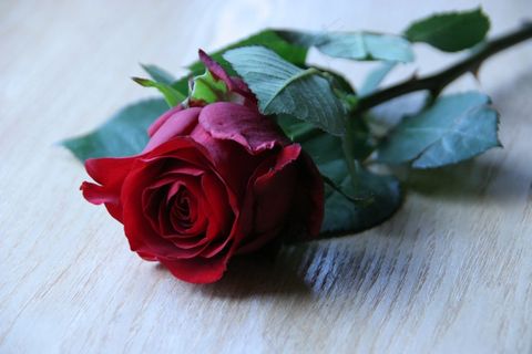 玫瑰,分支机构,花,红色,静物,背景 玫瑰,分支机构,花,红色,静物,背景