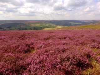 希瑟，法恩代尔，约克郡，沼地，字段