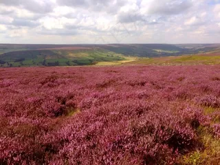 希瑟，法恩代尔，约克郡，沼地，字段