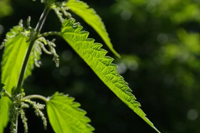 荨麻，叶子，燃烧的头发，粉红色，植物