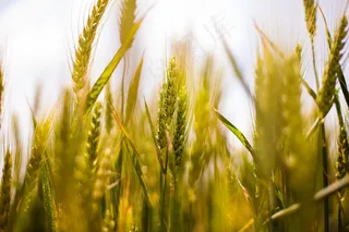 麦田，小麦，国家，原野，粮食，性质