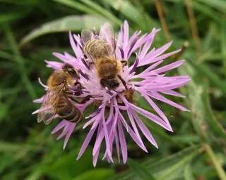 蜜蜂，春天，花粉，花