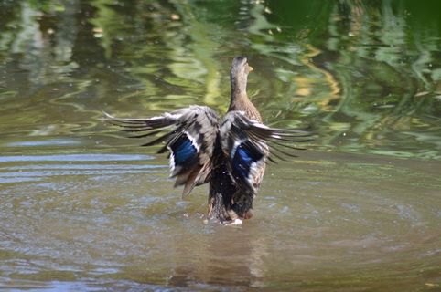蓝绿色，湖水，全身羽毛