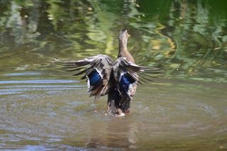 蓝绿色，湖水，全身羽毛