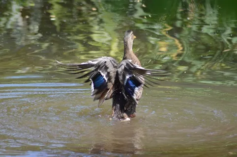 蓝绿色,湖水,全身羽毛 蓝绿色,湖水,全身羽毛