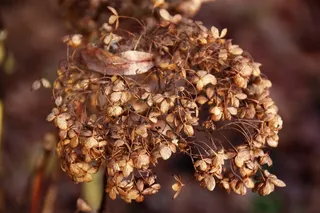 绣球，秋季，性质，开花，叶子