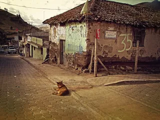 厄瓜多尔，Zimbaua，村，寂寞，一个人，流浪，狗