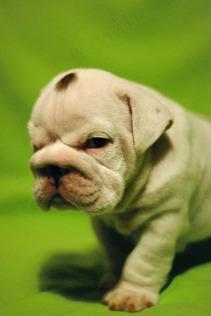 宠物犬,中国沙皮犬,男孩,牛头梗,女孩,小型英国斗牛犬