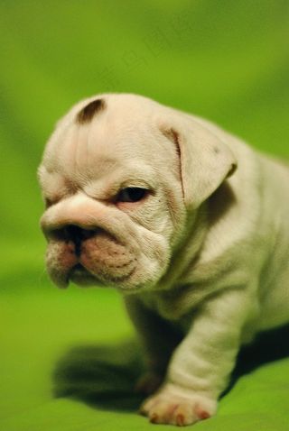 宠物犬,中国沙皮犬,男孩,牛头梗,女孩,小型英国斗牛犬