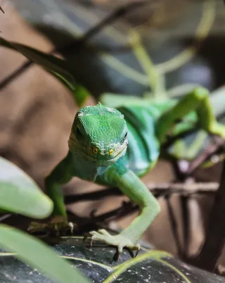 树监视器，蜥蜴，爬行动物，绿色，食虫者