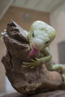 蜥蜴，爬行动物，绿色，动物，野生动物，自然