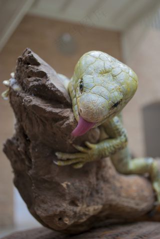 蜥蜴，爬行动物，绿色，动物，野生动物，自然