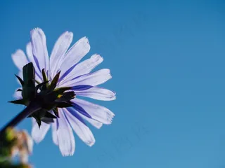 花，天空，头，宏，在下面，植物，开花