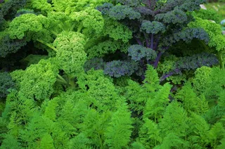 沙拉，绿色，食品，健康，新鲜，饮食，蔬菜