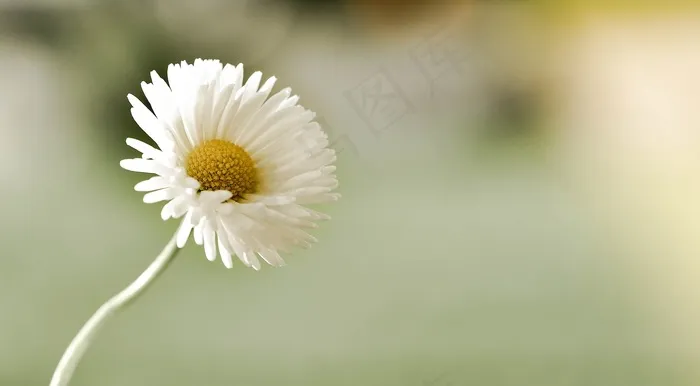 雏菊，花，指出花，白黄色，自然