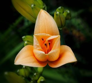 杏黄花菜，花，性质，春天，花的，花园