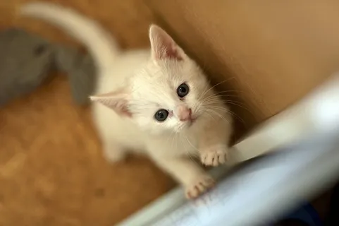 小猫,纯白色的猫,没有妈妈的孩子 小猫,纯白色的猫,没有妈妈的孩子