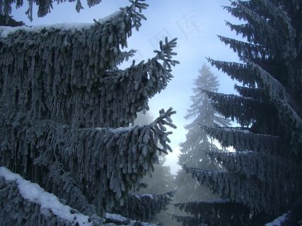 冷杉,冬季森林,雾,雪,阿尔高 冷杉,冬季森林,雾,雪,阿尔高