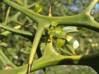 on藜，三叶橙，灌木，植物区系