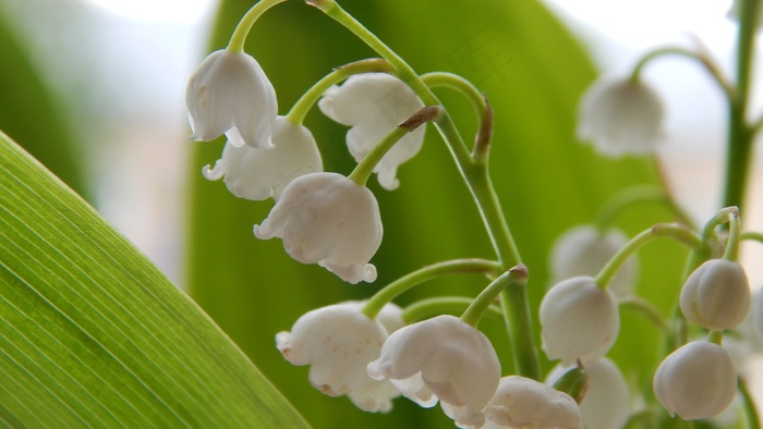 山谷的百合花，花，春天，英俊