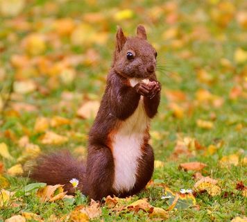 松鼠，纳格，可爱，自然，啮齿动物，爬，花园