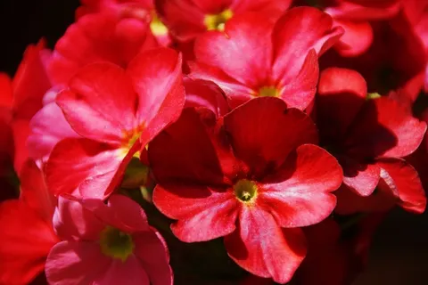 花,红色,报春花 花,红色,报春花