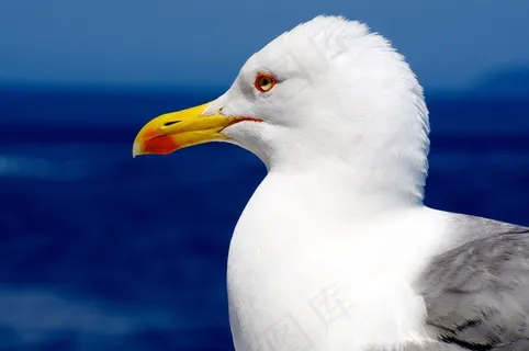 海鸥,加比亚诺,鸟,飞,动物,自然,沧海 海鸥,加比亚诺,鸟,飞,动物,自然,沧海