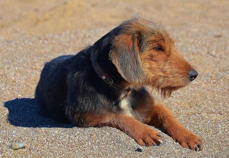 狗，宠物，动物，肖像，狗，小狗，可爱，棕色