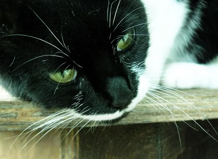 猫，动物，宠物，黑色，家猫，阿迪达斯