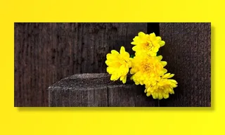 菊花，鲜花，黄色，木，篱笆，棕色