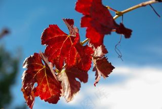 藤，藤叶，秋天，葡萄园