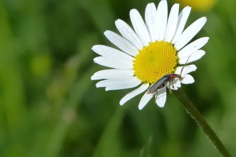玛格丽特,昆虫,花篮温室 玛格丽特,昆虫,花篮温室