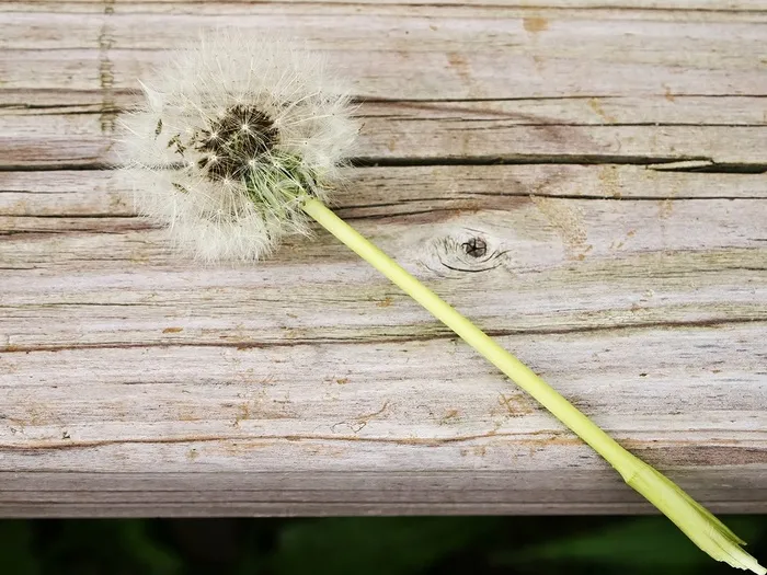 蒲公英，花，Piantelegno