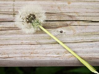 蒲公英，花，Piantelegno