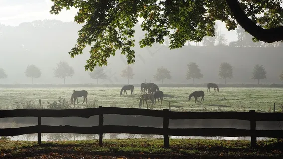 雾，背光，秋天，心情，秋天的早晨，阳光