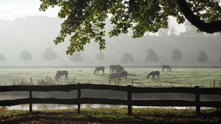 雾，背光，秋天，心情，秋天的早晨，阳光